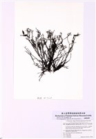 藏品(鴨毛藻)的圖片